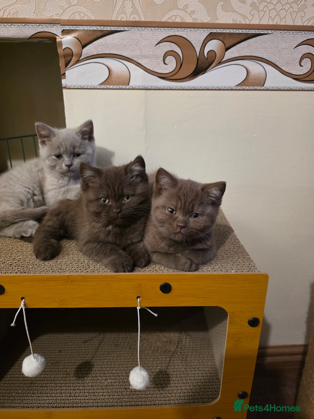 British Shorthair cats for sale: Lilac boy available GCCF and TICA registered  - Advert 7