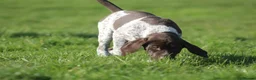 German Shorthaired Pointer dogs for sale: KC German Shorthaired Pointer Puppy in Porth - Advert 14