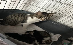 Domestic Shorthair cats for sale: 4 kittens for sale  - Image 11