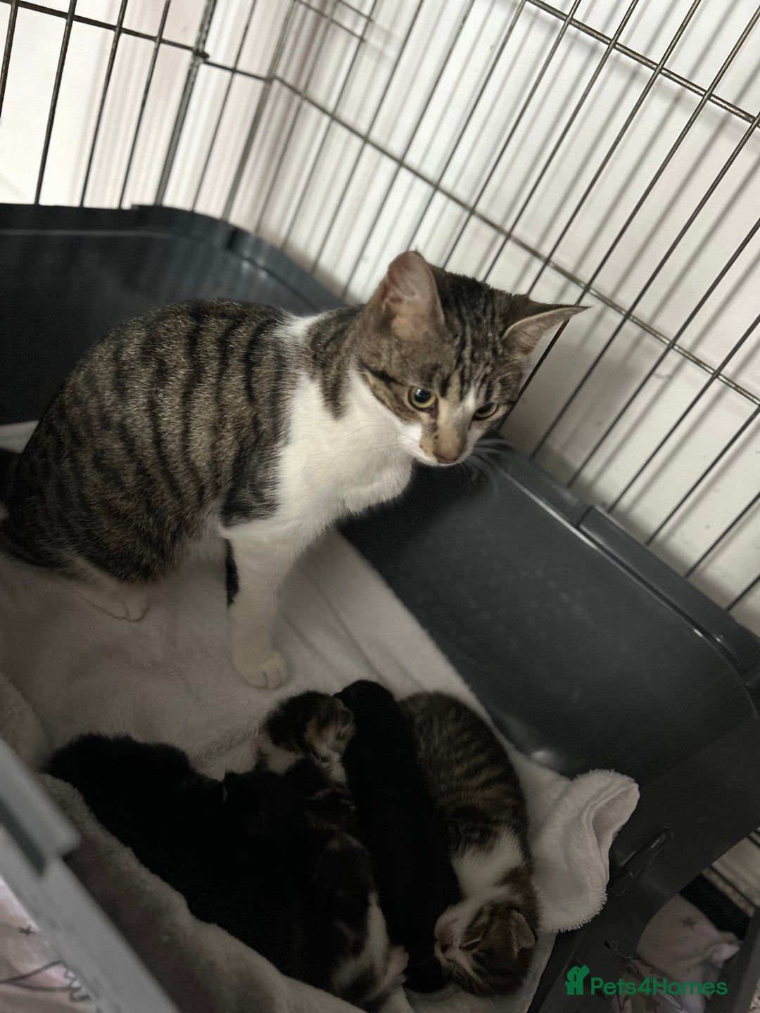 Domestic Shorthair cats for sale: 4 kittens for sale  - Image 11