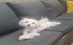 Maltese dogs for sale: Maltese female  - Image 1