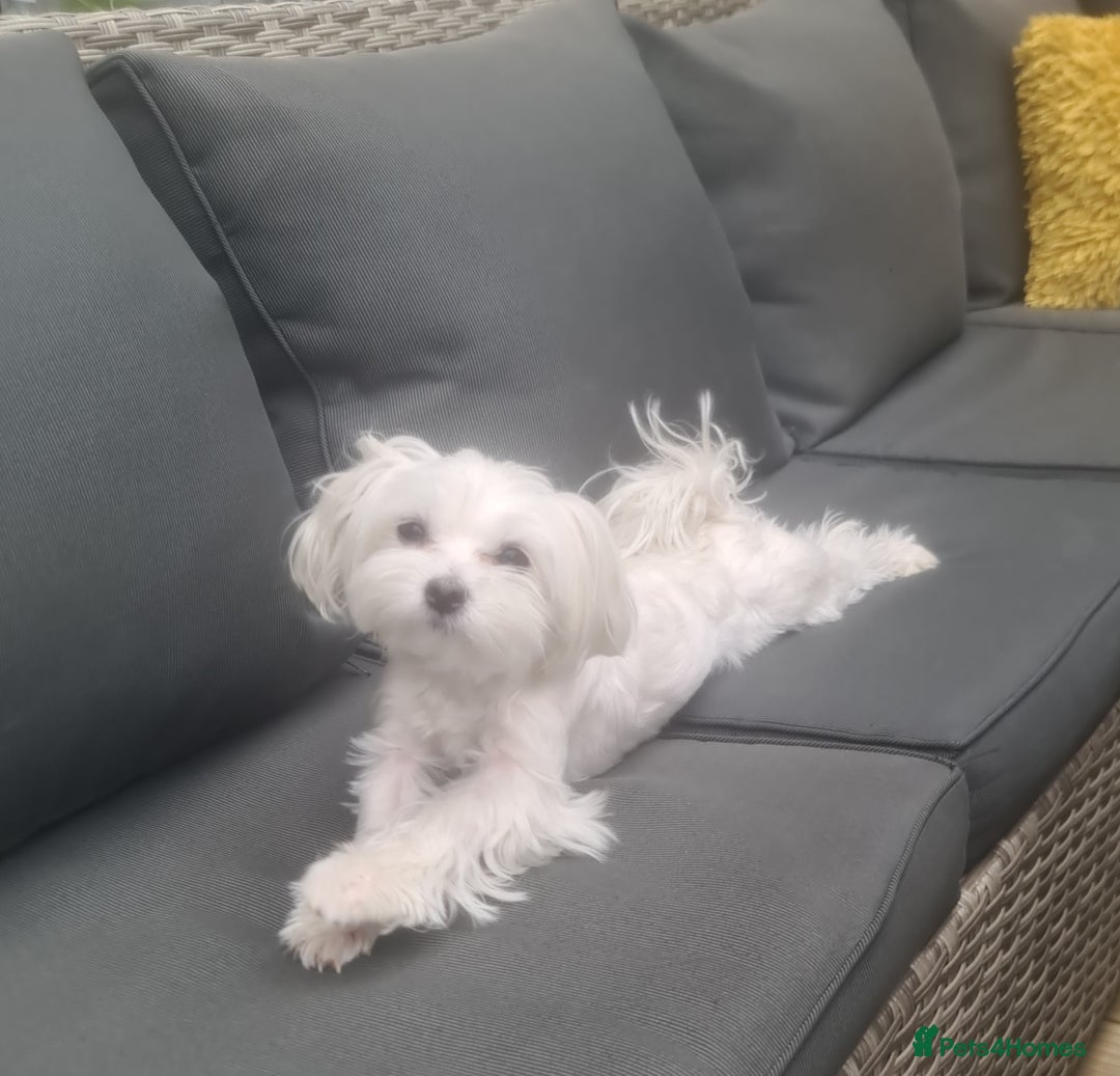 Maltese dogs for sale: Maltese female  - Image 1