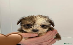 Yorkshire Terrier dogs for sale: Coloured Yorkshire Terrier Puppies  - Image 17