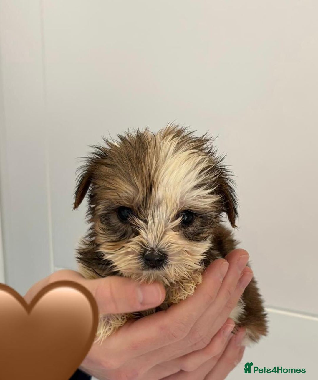 Yorkshire Terrier dogs for sale: Coloured Yorkshire Terrier Puppies  - Image 17