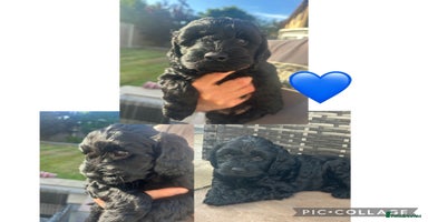 Cockapoo dogs - Advert 9