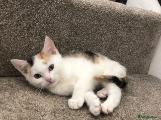 Mixed Breed cats Ginger and Tortie Kittens 2 available - Advert 13