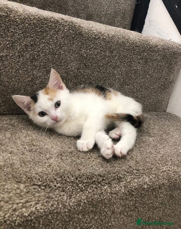 Mixed Breed cats Ginger and Tortie Kittens 2 available - Advert 2