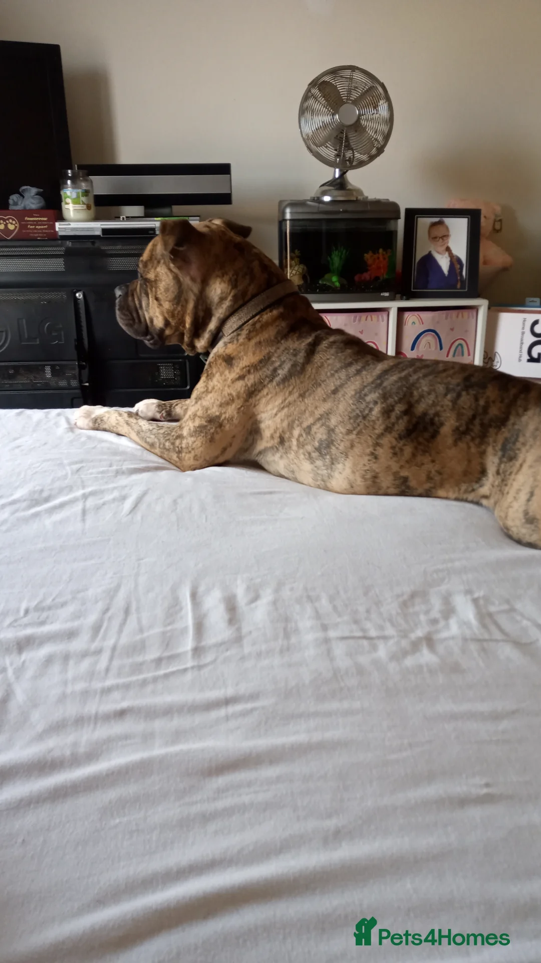 Mixed Breed dogs for sale: Staff cross female - Advert 8