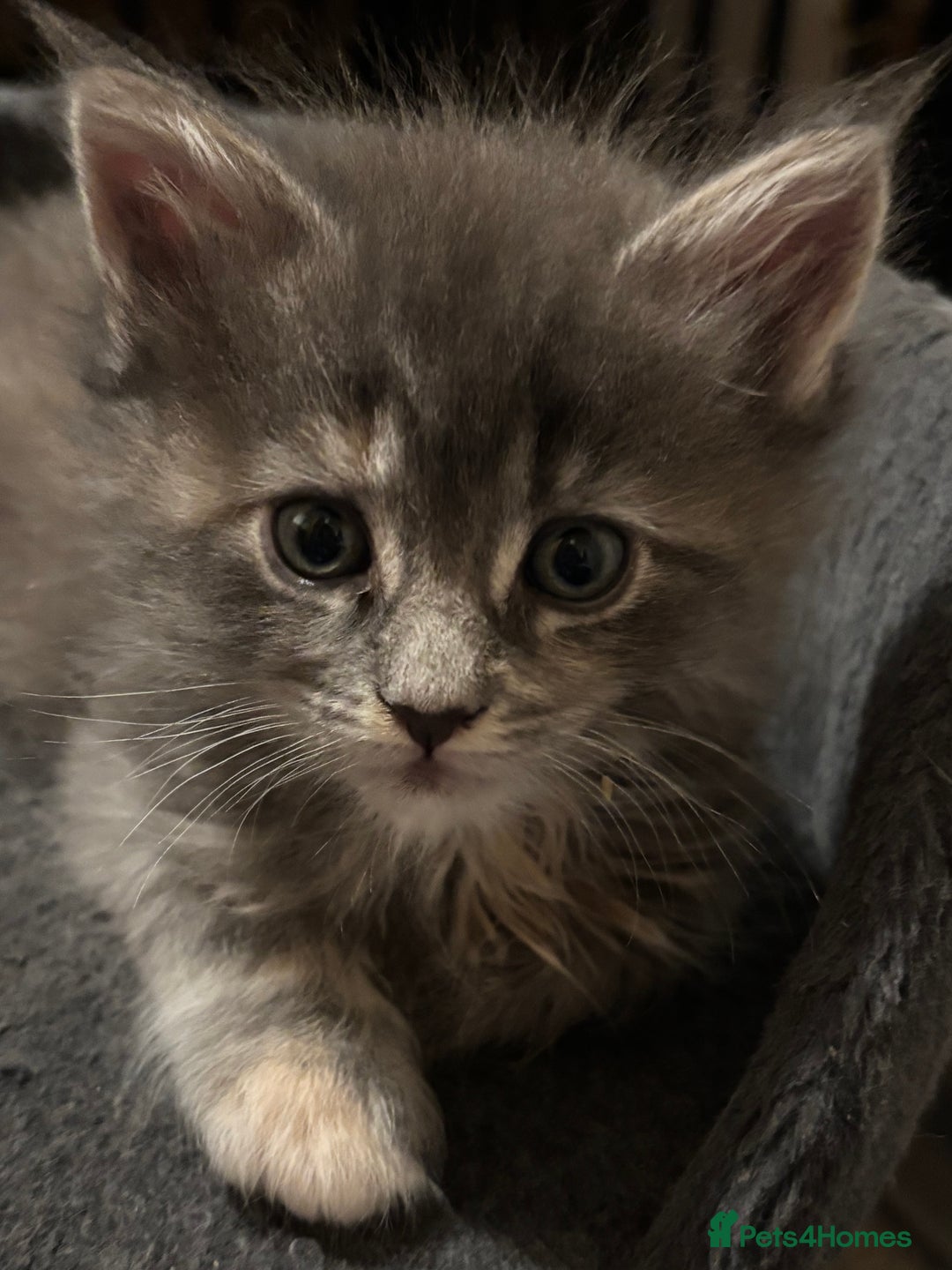 Maine Coon cats for sale: Beautiful Pedigree Main Coon Kittens - Advert 12