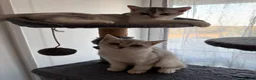 Mixed Breed cats for sale: Female cat in Norwich - Advert 2
