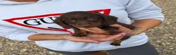 Dachshund dogs for sale: For sale is my dachshunds puppy’s  - Advert 2