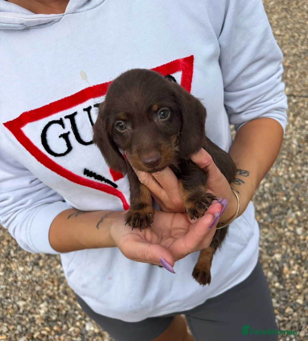 Dachshund dogs for sale: For sale is my dachshunds puppy’s  - Advert 2