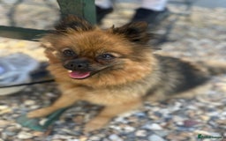 Pomeranian dogs for sale: Pedigree Pomeranian 2yrs old  - Image 2