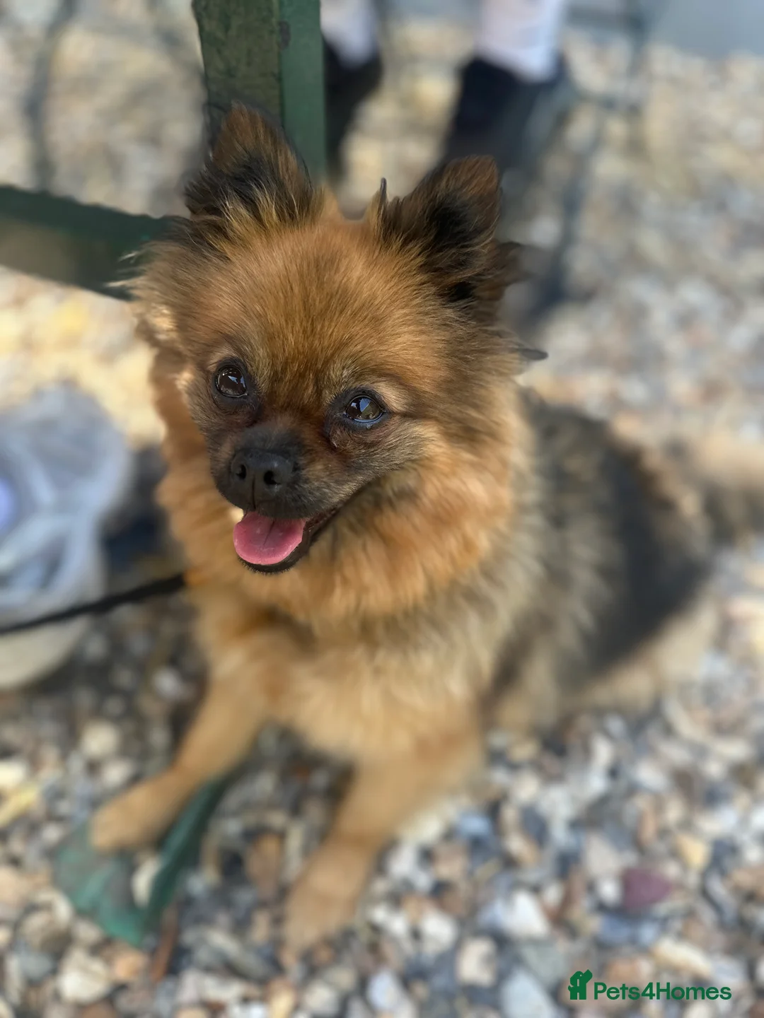 Pomeranian dogs for sale: Pedigree Pomeranian 2yrs old  - Advert 2