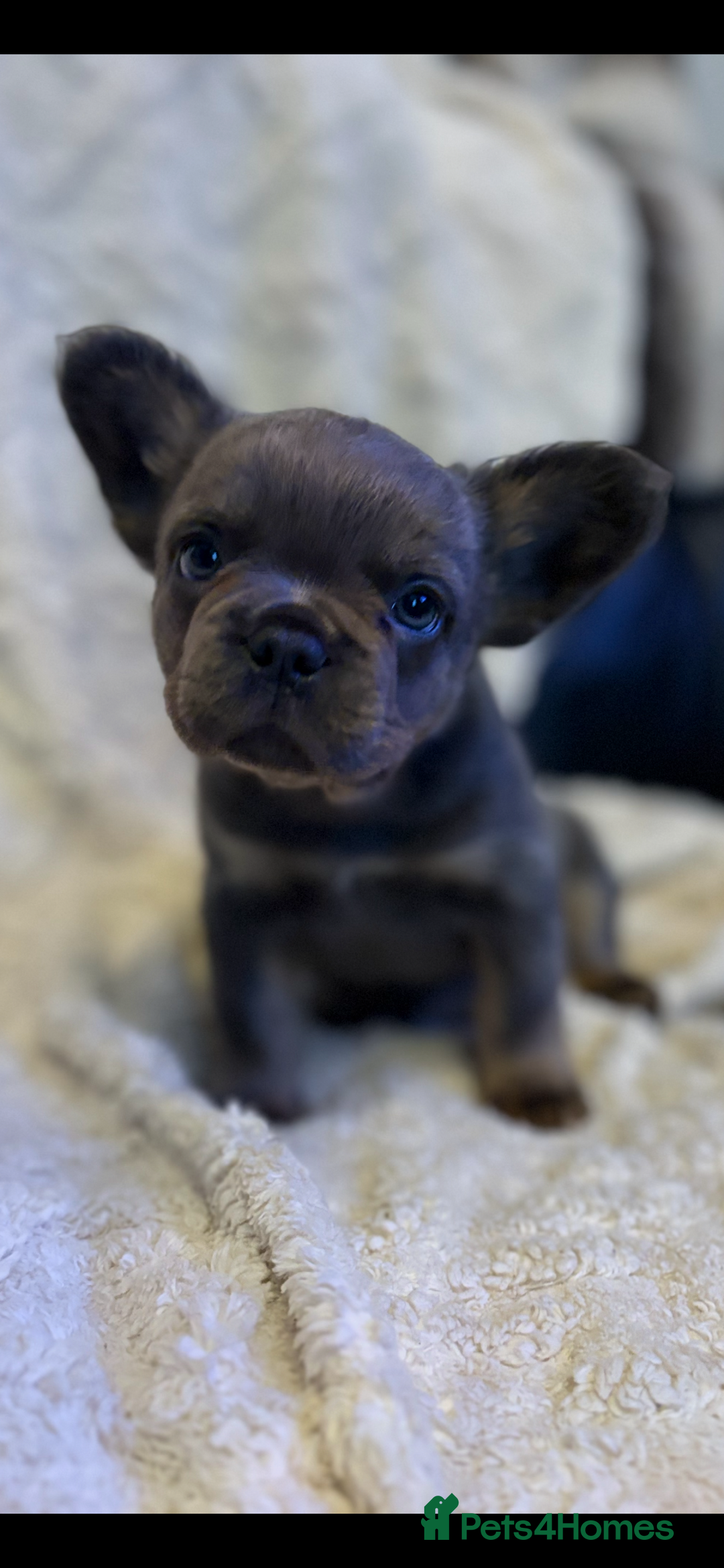 French Bulldog dogs for sale: Fluffy French Bulldog - Advert 1