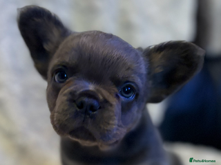 French Bulldog dogs Fluffy French Bulldog - Advert 12