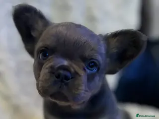 French Bulldog dogs Fluffy French Bulldog - Advert 2