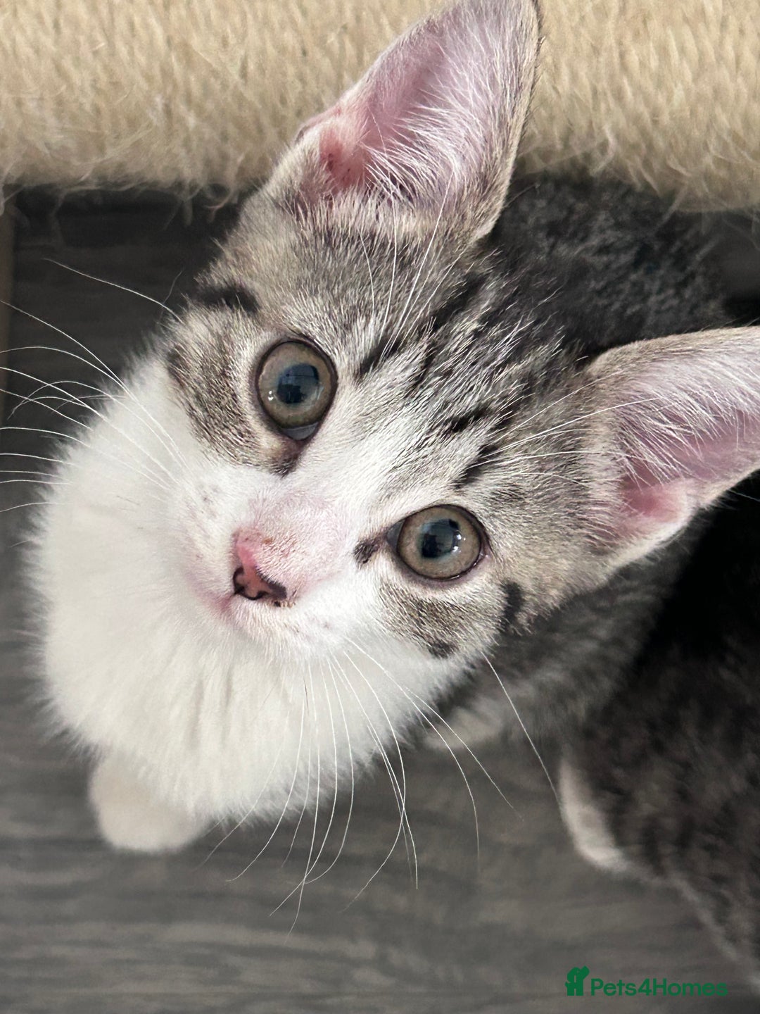 Mixed Breed cats for sale: 3 beautiful tabby kittens remaining 🥹 - Image 2