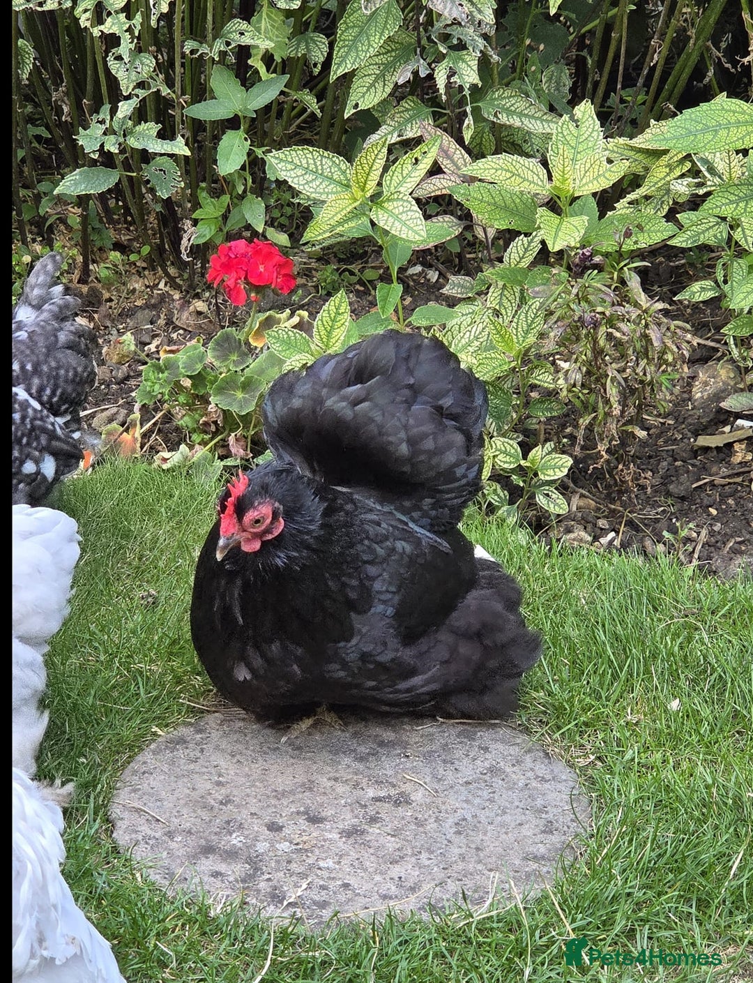 Chickens poultry for sale: Show standard lavender pekin bantams  - Image 4