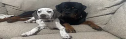Mixed Breed dogs for sale: Marley - Advert 2