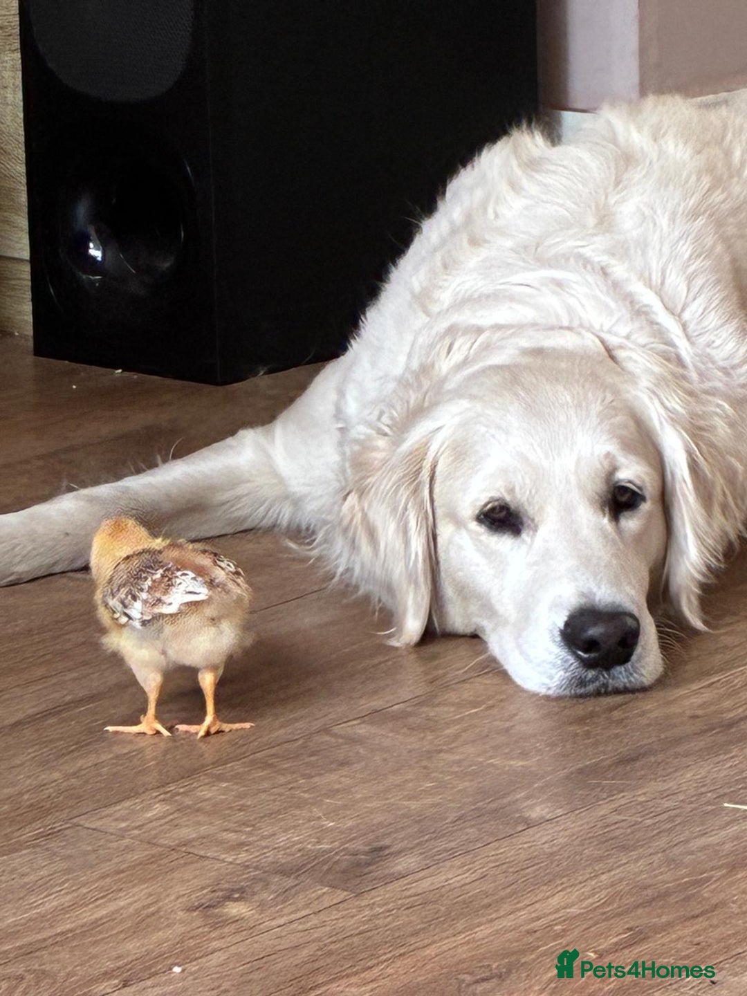 Golden Retriever dogs for sale: Gorgeous Golden retrievers Puppies for new homes - Image 2