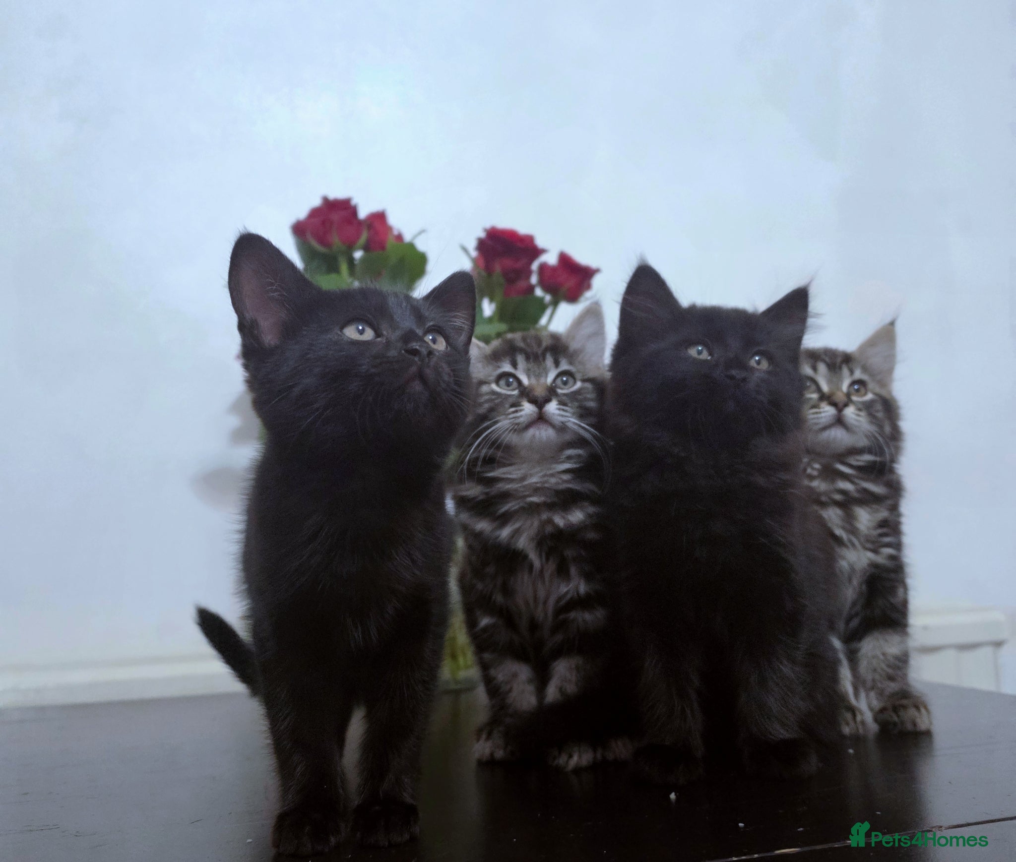 Mixed Breed cats Adorable Ragdoll Kittens Mix - Advert 1