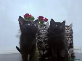Mixed Breed cats Adorable Ragdoll Kittens Mix - Advert 1