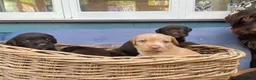 Mixed Breed dogs for sale: German Wire haired cross Labrador puppies - Advert 17