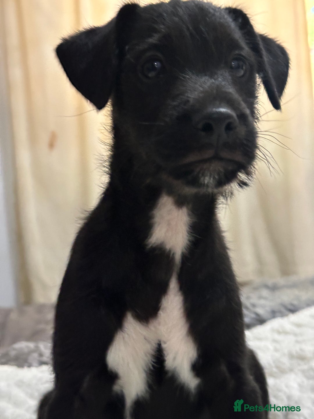 Patterjack dogs for sale:  🐾 Patterdale x Jack Russell Puppies 🐾 - Image 18