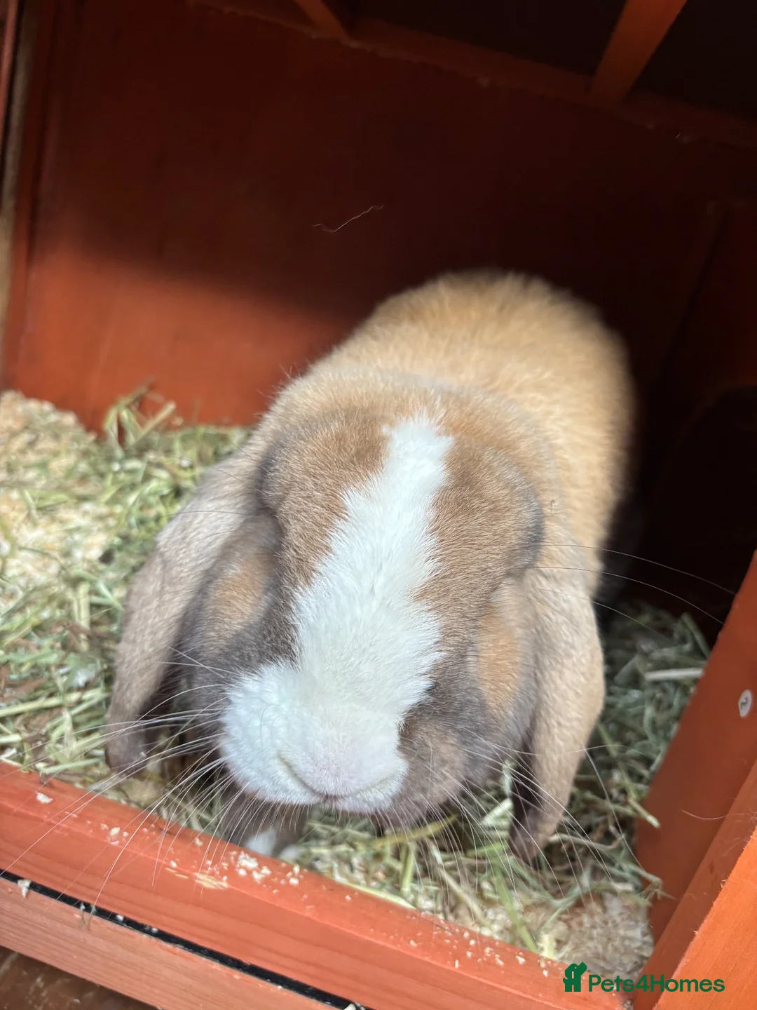 Mini Lop rabbits for sale: Beautiful bunny for sale  in Leigh-on-Sea - Advert 1