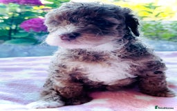 Cockapoo dogs for sale: Stunning fully DNA tested Cockapoo puppies - Image 2