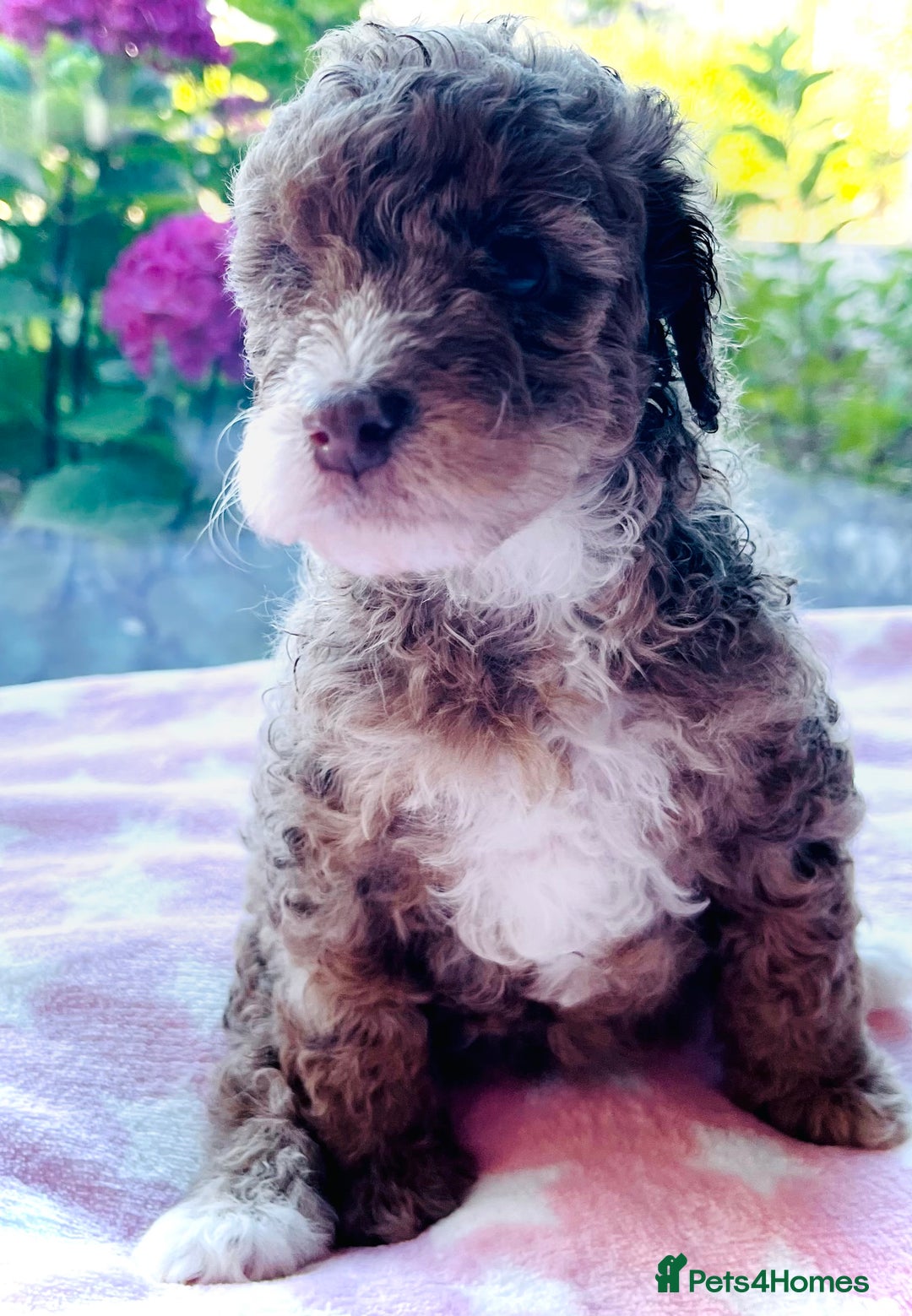Cockapoo dogs for sale: Stunning fully DNA tested Cockapoo puppies - Image 2