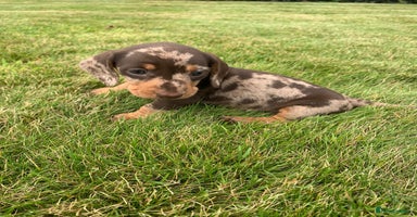Miniature Dachshund dogs - Advert 11
