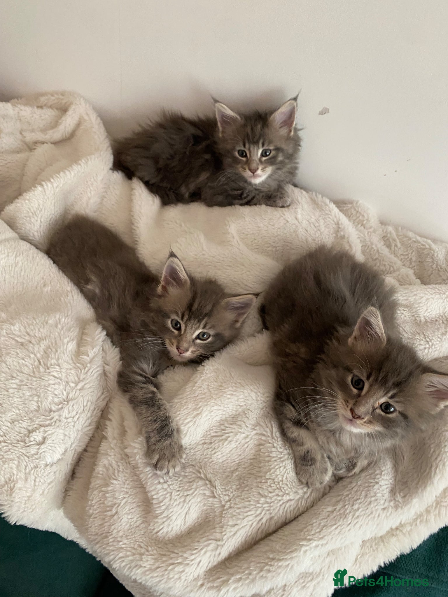 Maine Coon cats Stunning litter of 3 Maine Coon Female Kittens  - Advert 13