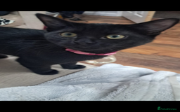 Ragdoll cats for sale: Half ragdoll female  - Image 1