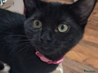 Ragdoll cats for sale - Advert 1