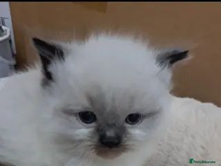 Ragdoll cats Fluffy ragdoll kittens - Advert 16