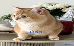British Shorthair cats for sale: Golden NY12 British Shorthair Girl  - Image 8