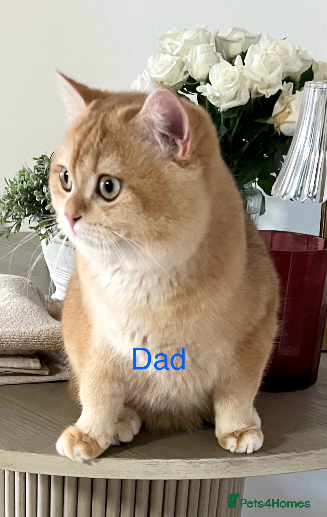 British Shorthair cats for sale: Golden NY12 British Shorthair Girl  - Image 8
