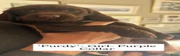 Sprocker dogs for sale: Gorgeous Chocolate Cocker Spaniel Puppies in Shrewsbury - Advert 37