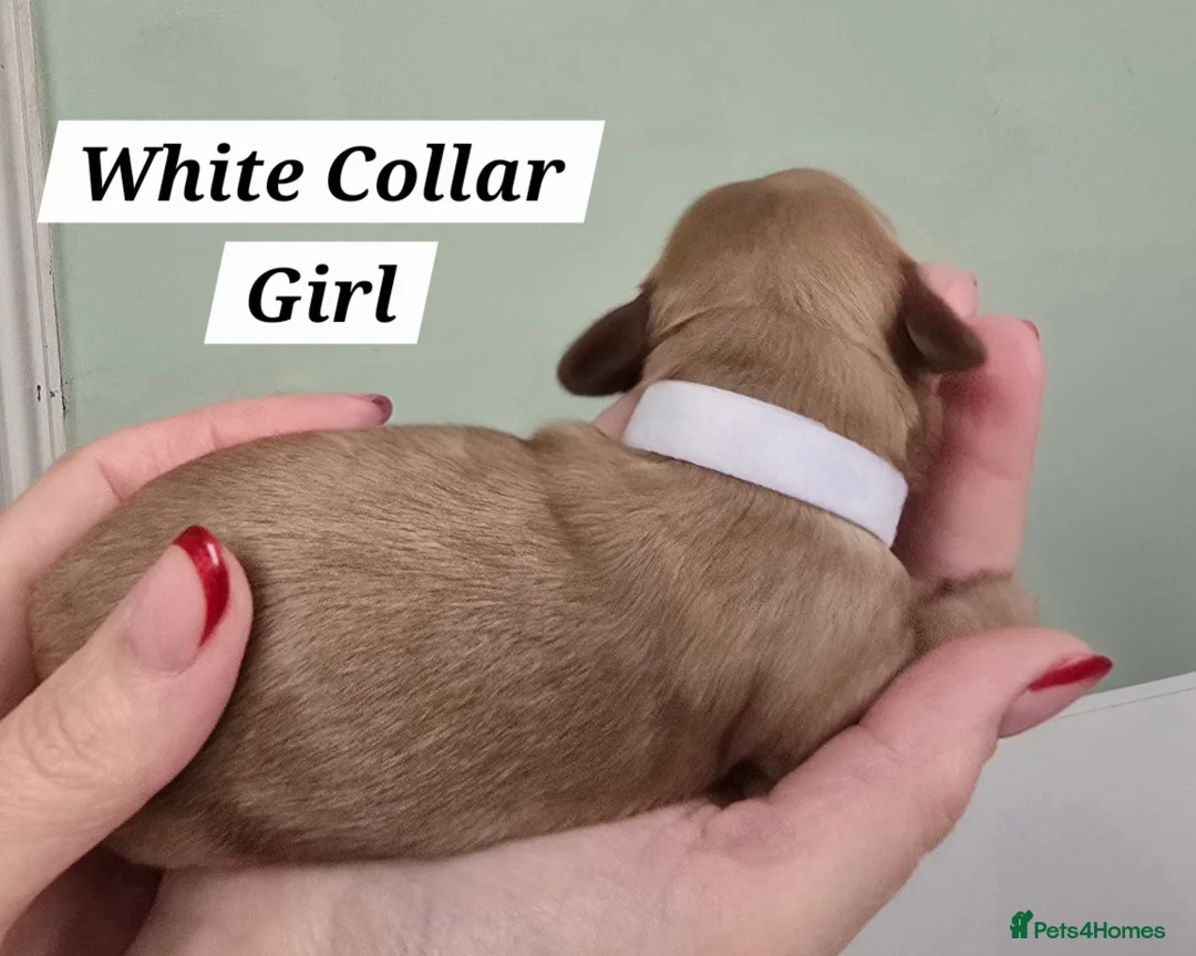 Cavachon dogs for sale: F1 Cavapoochons for sale! - Advert 10