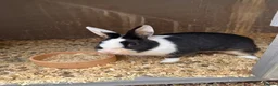Dutch rabbits for sale: Female bunny  - Advert 6