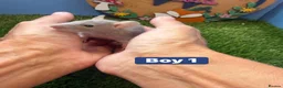 Rat rodents for sale: Baby Rats Males Females Dwarf  - Advert 4