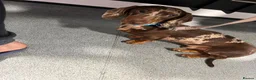 Miniature Dachshund dogs for sale: Miniature dachshunds  - Advert 9