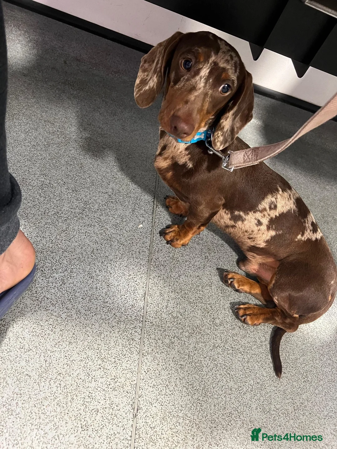 Miniature Dachshund dogs for sale: Miniature dachshunds  - Advert 9