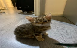 Munchkin cats for sale: Beautiful tabby kittens - Advert 7