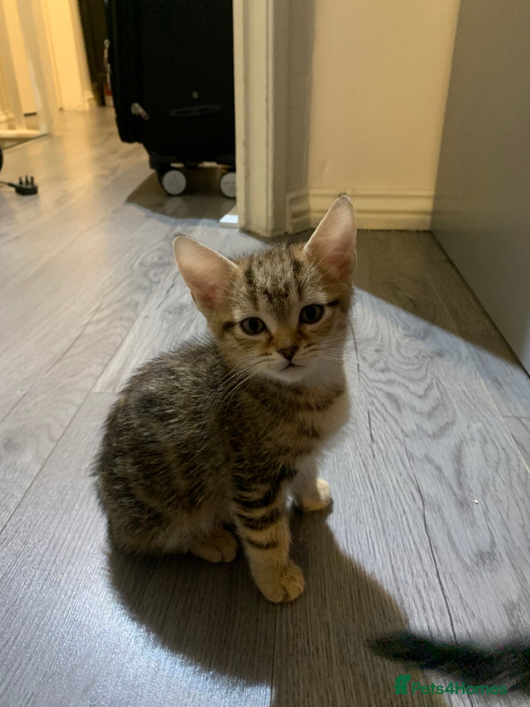 Munchkin cats for sale: Beautiful tabby kittens - Advert 7