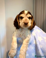 Cocker Spaniel dogs Fully health tested KC Cocker Spaniel puppies - Advert 5