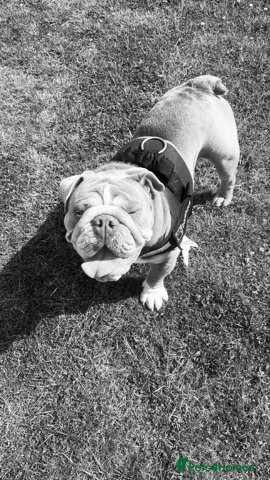 English Bulldog dogs for sale: English bulldog - Image 1