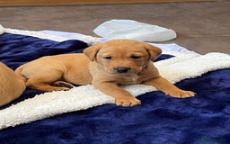 Labrador Retriever dogs for sale: Kennel Club Fox Red Labrador Puppies Health Tested - Advert 8